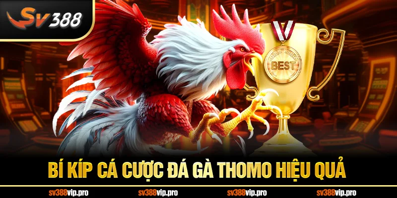Bí kíp cá cược đá gà Thomo hiệu quả