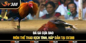 Đá Gà Cựa Dao - Môn Thể Thao Kịch Tính, Hấp Dẫn Tại SV388