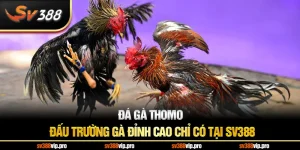 Đá Gà Thomo – Đấu Trường Gà Đỉnh Cao Chỉ Có Tại SV388