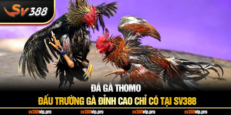 Đá Gà Thomo – Đấu Trường Gà Đỉnh Cao Chỉ Có Tại SV388
