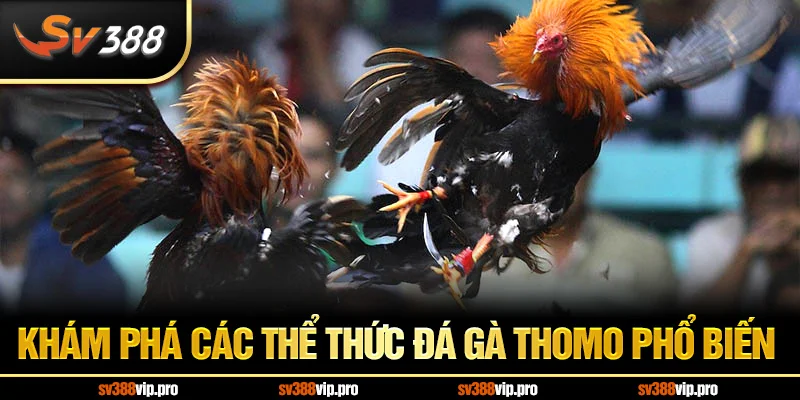 Khám phá các thể thức đá gà Thomo phổ biến