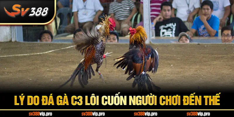 Lý do đá gà C3 lôi cuốn người chơi đến thế
