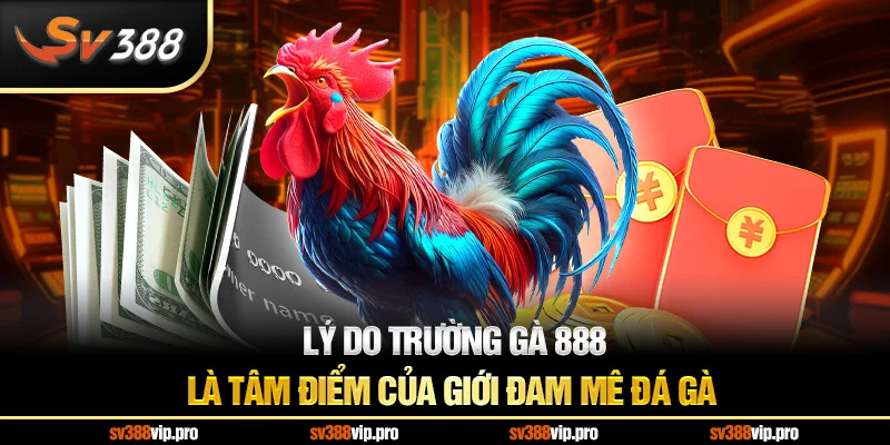 Lý do trường gà 888 là tâm điểm của giới đam mê đá gà