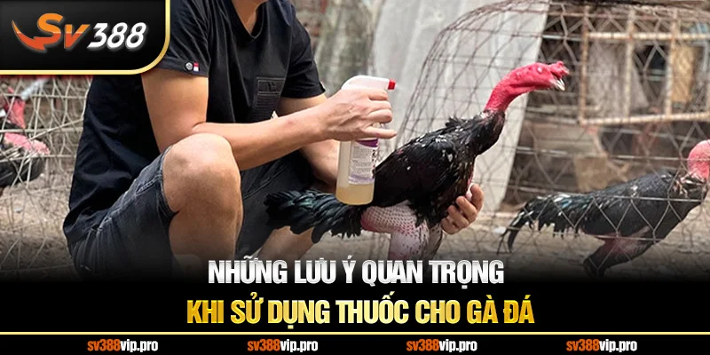 Những Lưu Ý Quan Trọng Khi Sử Dụng Thuốc Cho Gà Đá