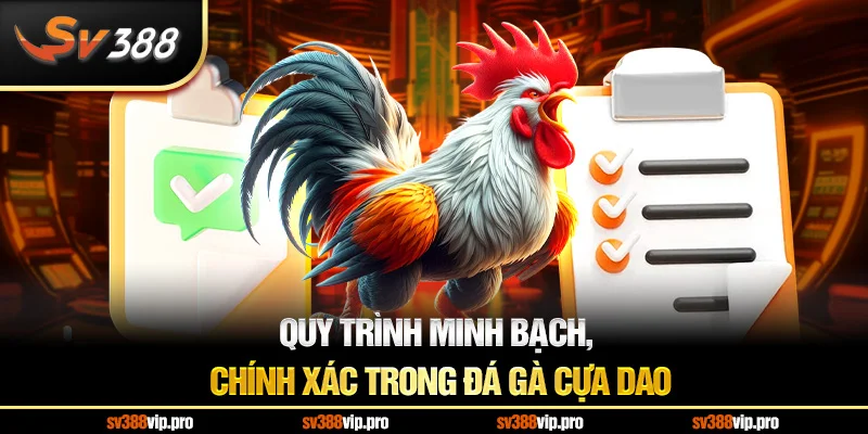Quy trình minh bạch, chính xác trong đá gà cựa dao