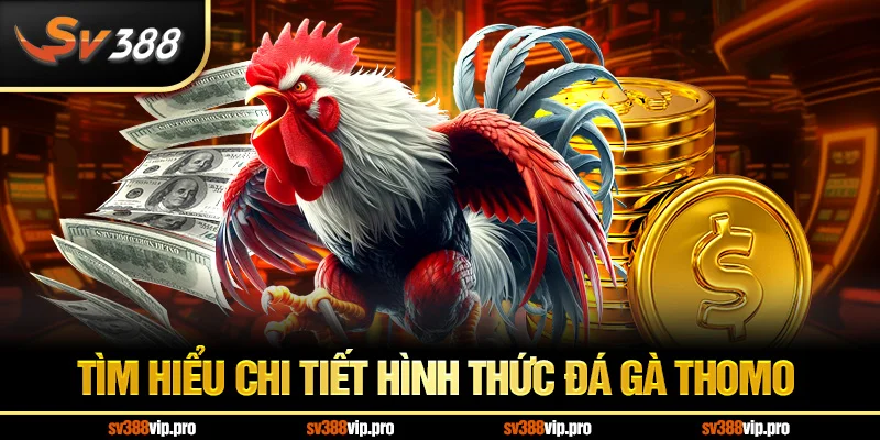 Tìm hiểu chi tiết hình thức đá gà Thomo