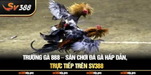 Trường Gà 888 – Sân Chơi Đá Gà Hấp Dẫn, Trực Tiếp Trên SV388